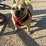 Nina a rejoint le concours — aidez-le/la à gagner de superbes lots ! dog, french_bulldog, pet, animal, outdoor, sunlight, concrete, harness, bicycle, person, legs, shadows, happy, panting, tongue_out, daytime, casual, cute, closeup, walking