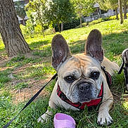 Nina a rejoint le concours — aidez-le/la à gagner de superbes lots ! dog, french_bulldog, grass, park, tree, leash, water_bottle, outdoor, pet, canine, sunlight, nature, animal, daytime, ears, face, resting, greenery, building, collar