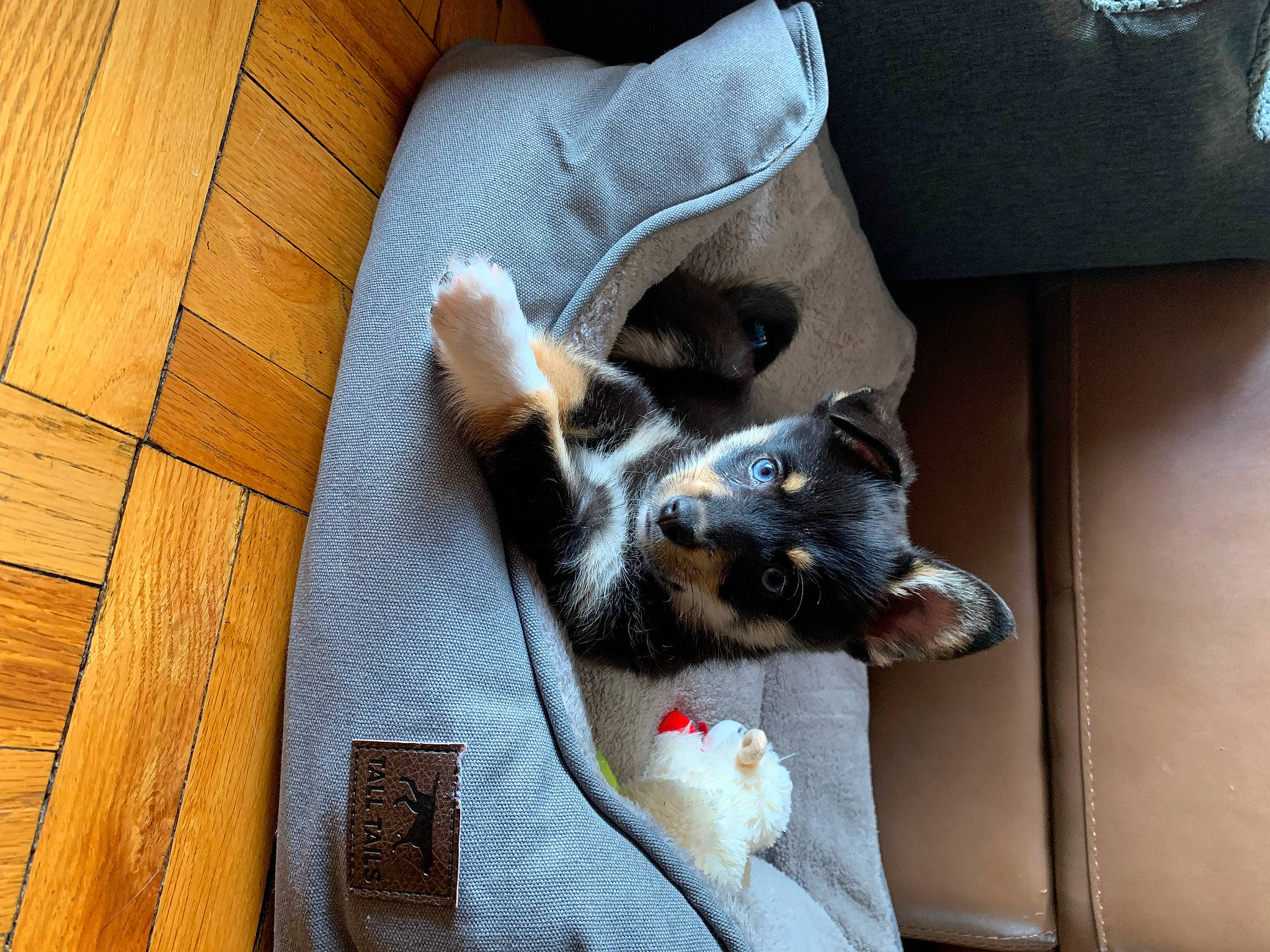 Skye is registered to the contest to win money with this photo: canidae, carnivore, cat, comfort, companion_dog, dog_breed, domestic_short_haired_cat, felidae, flooring, fur, grey, hardwood, room, small_to_medium_sized_cats, sporting_group, tail, varnish, whiskers, wood, wood_stain