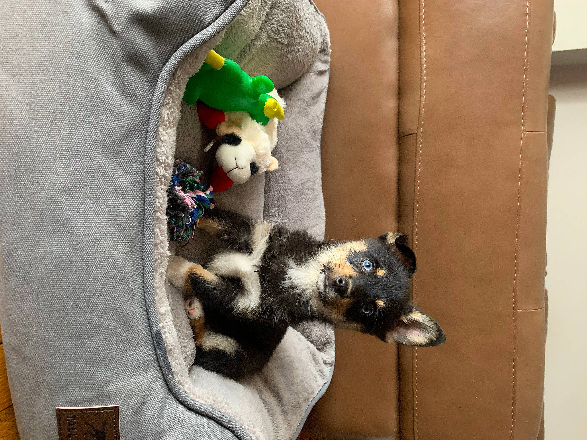 Skye is registered to the contest to win money with this photo: art, baby_toys, canidae, carnivore, comfort, companion_dog, couch, dog_breed, fawn, felidae, fictional_character, fur, plush, room, sporting_group, stuffed_toy, tail, toy, wood