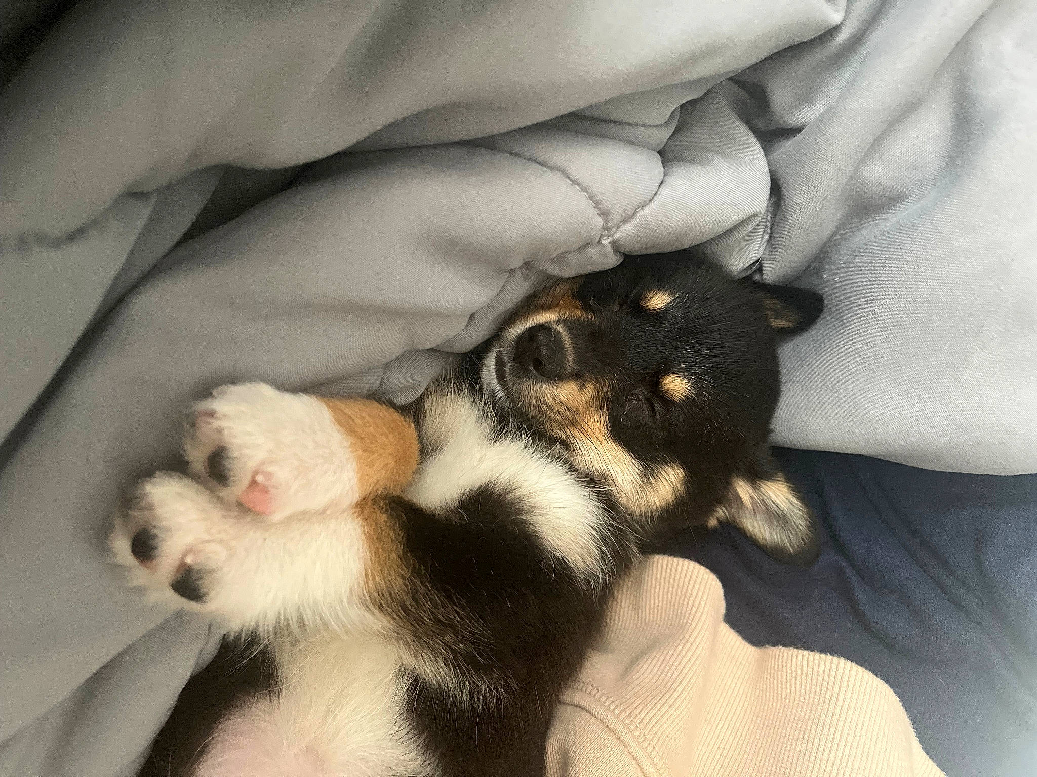 Skye is registered to the contest to win money with this photo: canidae, carnivore, claw, comfort, companion_dog, dog, dog_breed, fur, nail, nap, non_sporting_group, paw, puppy_love, sporting_group, tail, terrestrial_animal, toy_dog, whiskers, white, working_animal