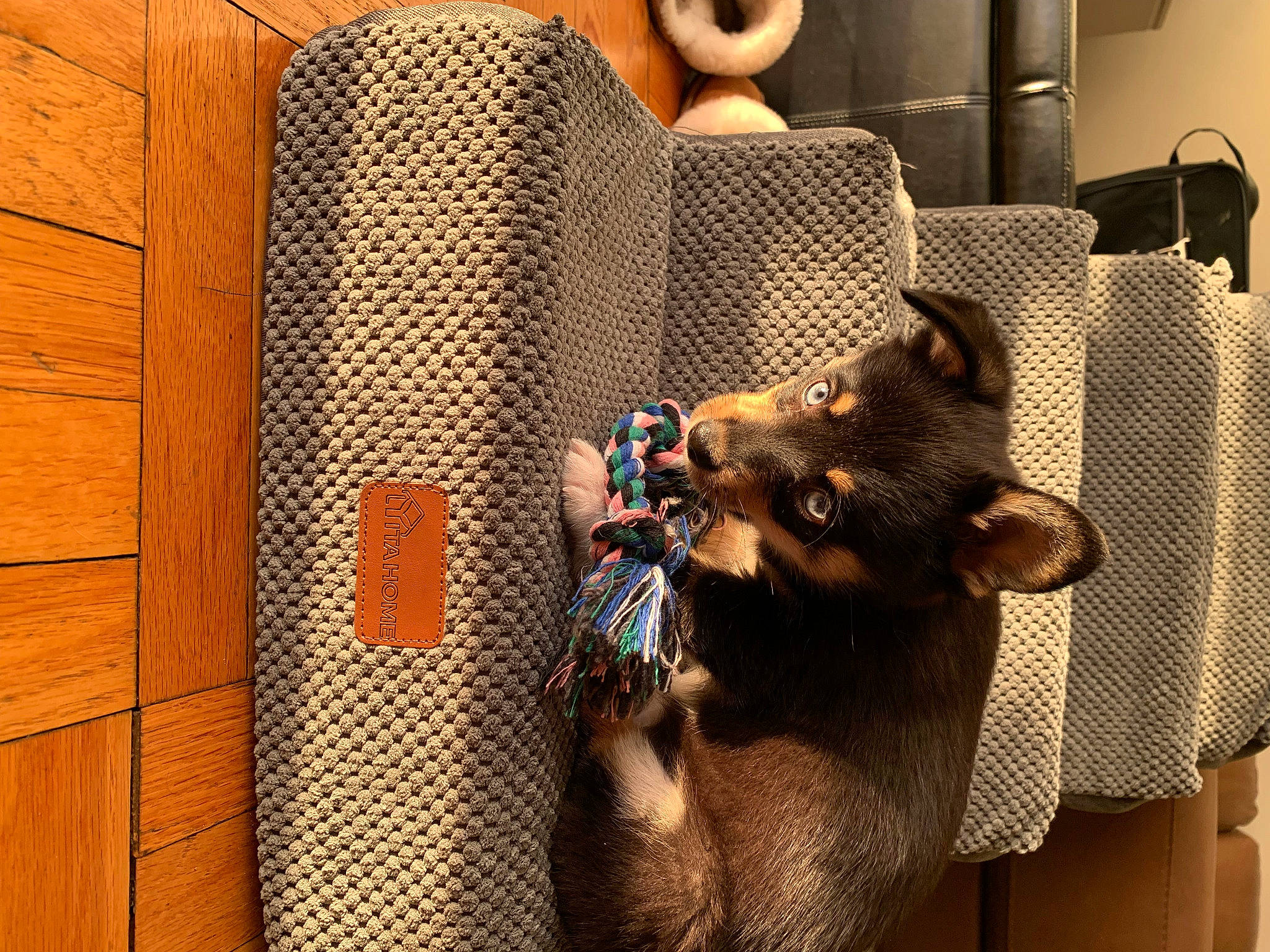 Skye is registered to the contest to win money with this photo: audio_equipment, carnivore, chair, comfort, companion_dog, dog_breed, domestic_short_haired_cat, eyewear, fedora, felidae, flooring, fur, hat, interior_design, lamp, room, small_to_medium_sized_cats, tail, whiskers, wood