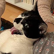 Capucine a rejoint le concours — aidez-le/la à gagner de superbes lots ! cat, black_and_white, tongue_out, pet, indoor, feline, fur, animal, close_up, person, clothing, pattern, sitting, cozy, home, playful, cute, whiskers, ear, relaxed