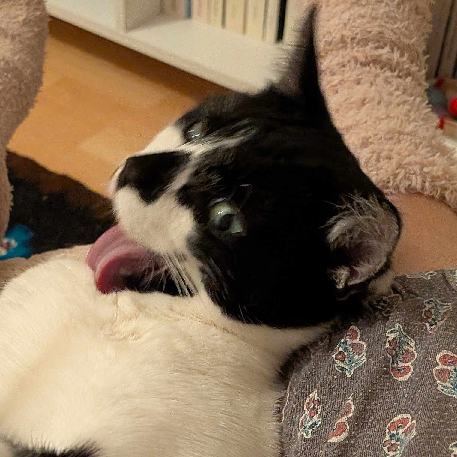 Capucine a rejoint le concours — aidez-le/la à gagner de superbes lots ! cat, black_and_white, tongue_out, pet, indoor, feline, fur, animal, close_up, person, clothing, pattern, sitting, cozy, home, playful, cute, whiskers, ear, relaxed