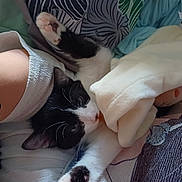 P Titbou participe au concours pour gagner de l'argent avec cette photo : cat, black_and_white_cat, paw, blanket, bed, bedding, arm, bracelet, person, resting, indoor, cozy, fur, whiskers, sleepy, patterned_fabric, soft_texture, relaxed, close_up, domestic_animal