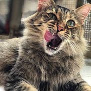 Hina a rejoint le concours — aidez-le/la à gagner de superbes lots ! animal, cat, closeup, cute, expression, eyes, feline, fluffy, fur, indoor, licking, mouth, paw, pet, playful, portrait, relaxed, tabby, tongue_out, whiskers