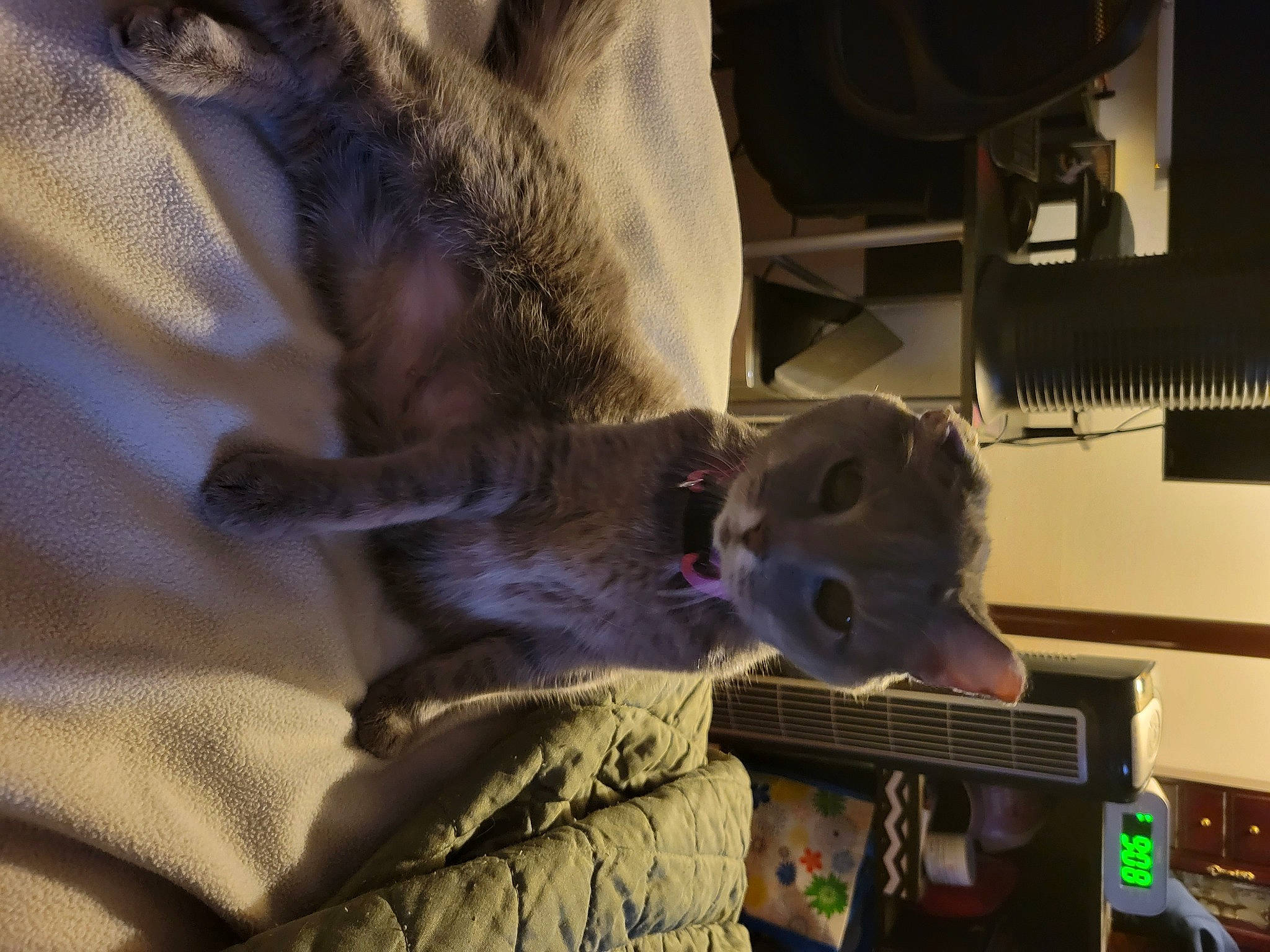 Missy joined the competition — help win amazing prizes! canidae, carnivore, comfort, companion_dog, dog_breed, domestic_short_haired_cat, ear, fawn, felidae, fur, linens, room, small_to_medium_sized_cats, snout, sporting_group, stuffed_toy, tail, toy, whiskers