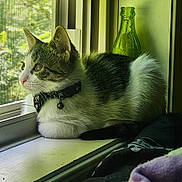 Miso joined the competition — help win amazing prizes! cat, windowsill, collar, bell, indoor, window, mesh_screen, green_bottle, tabby, white_fur, curious, pet, animal, resting, side_view, natural_light, cozy, looking_outside, feline, domestic_cat