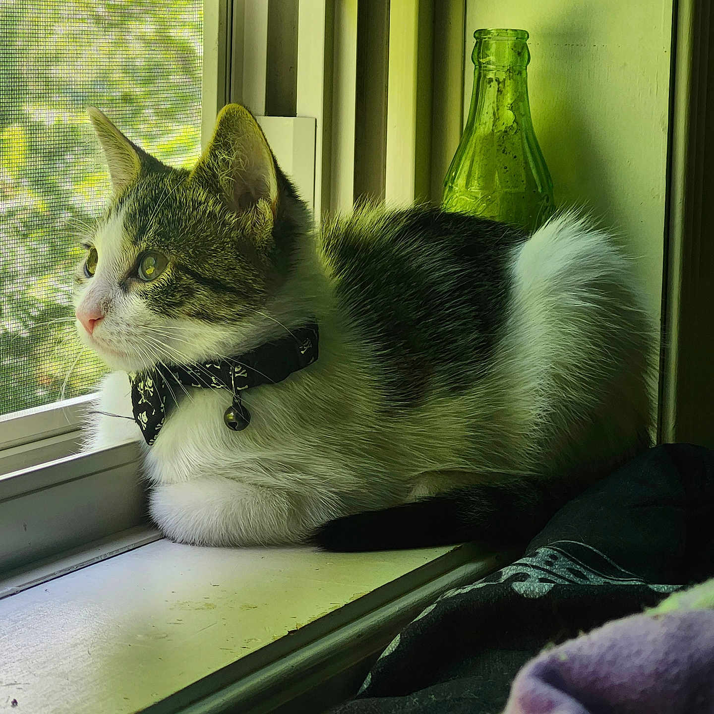 Miso joined the competition — help win amazing prizes! cat, windowsill, collar, bell, indoor, window, mesh_screen, green_bottle, tabby, white_fur, curious, pet, animal, resting, side_view, natural_light, cozy, looking_outside, feline, domestic_cat