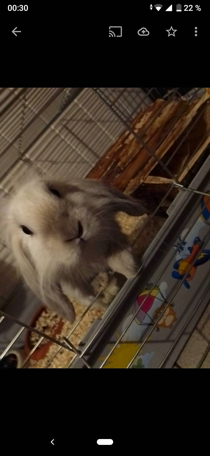 Mimi étoile a rejoint le concours — aidez-le/la à gagner de superbes lots ! animal_shelter, cage, chinchilla, gerbil, hamster, muridae, muroidea, rodent, snout, whiskers