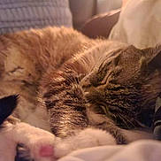 Aidien joined the competition — help win amazing prizes! animal, cat, close_up, comfortable, cozy, cute, domestic_cat, feline, fur, indoor, nap, paw, pet, relaxation, resting, sleeping, soft_lighting, tabby_cat, warm_light, whiskers