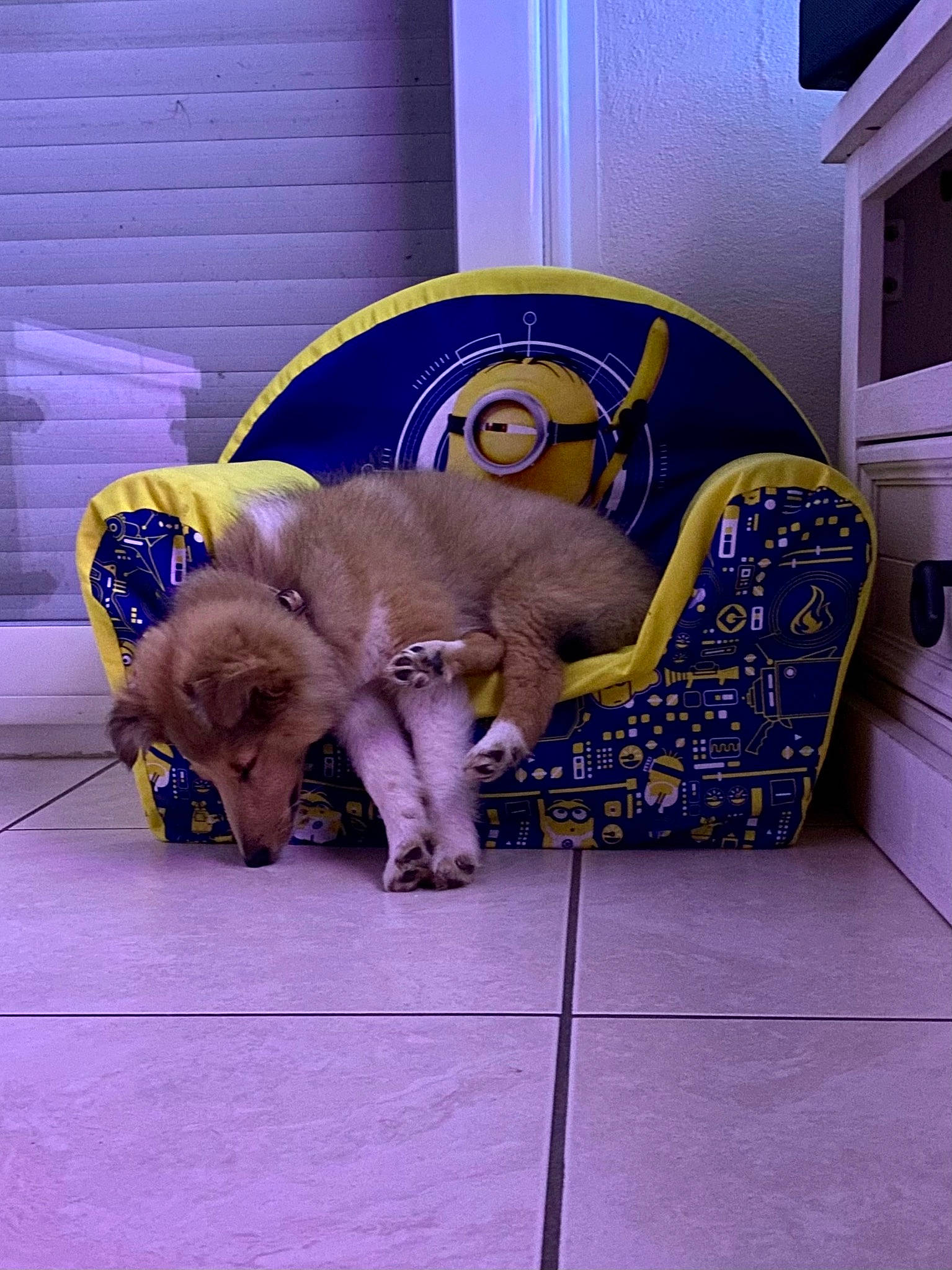 Udjie participe au concours pour gagner de l'argent avec cette photo : canidae, carnivore, cat, comfort, companion_dog, dog_breed, domestic_short_haired_cat, fawn, felidae, flooring, hat, purple, russian_blue, small_to_medium_sized_cats, snout, sporting_group, tail, toy, whiskers, working_animal