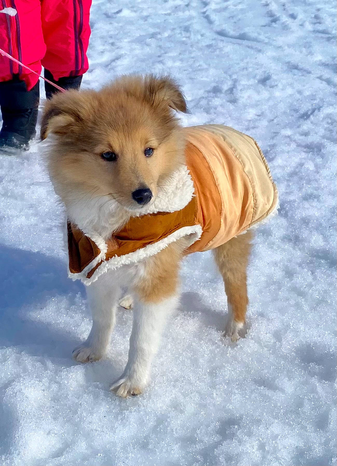 Udjie participe au concours pour gagner de l'argent avec cette photo : ancient_dog_breeds, carnivore, collar, companion_dog, dog, dog_breed, dog_supply, fawn, fur, non_sporting_group, pack_animal, pet_supply, puppy, snow, spitz, tail, terrestrial_animal, winter, working_animal, working_dog