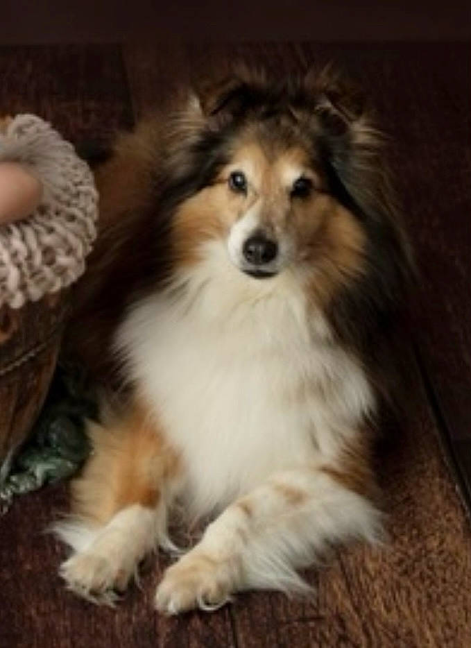 éline participe au concours pour gagner de l'argent avec cette photo : ancient_dog_breeds, canidae, carnivore, collie, companion_dog, dog, dog_breed, fawn, fur, herding_dog, rough_collie, shetland_sheepdog, snout, sporting_group, terrestrial_animal, whiskers, wildlife, wood, working_animal, working_dog