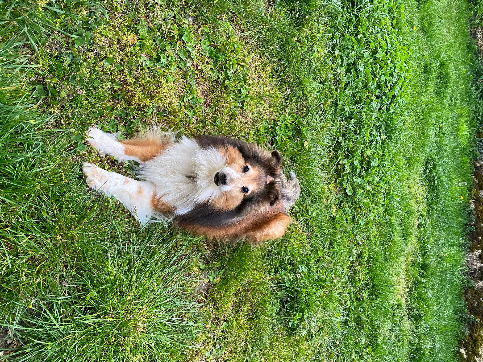 éline participe au concours pour gagner de l'argent avec cette photo : carnivore, companion_dog, dog, dog_breed, fawn, fur, german_spitz, german_spitz_klein, german_spitz_mittel, grass, grass_family, groundcover, lawn, plant, pomeranian, spitz, tail, toy, toy_dog, volpino_italiano