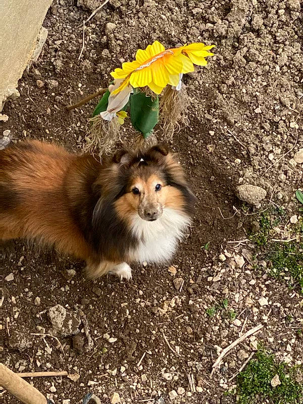 éline participe au concours pour gagner de l'argent avec cette photo : carnivore, collie, companion_dog, dog, dog_breed, fawn, fur, grass, leaf, nature, plant, rough_collie, scotch_collie, shetland_sheepdog, soil, sporting_group, terrestrial_animal, tree, whiskers, wildlife