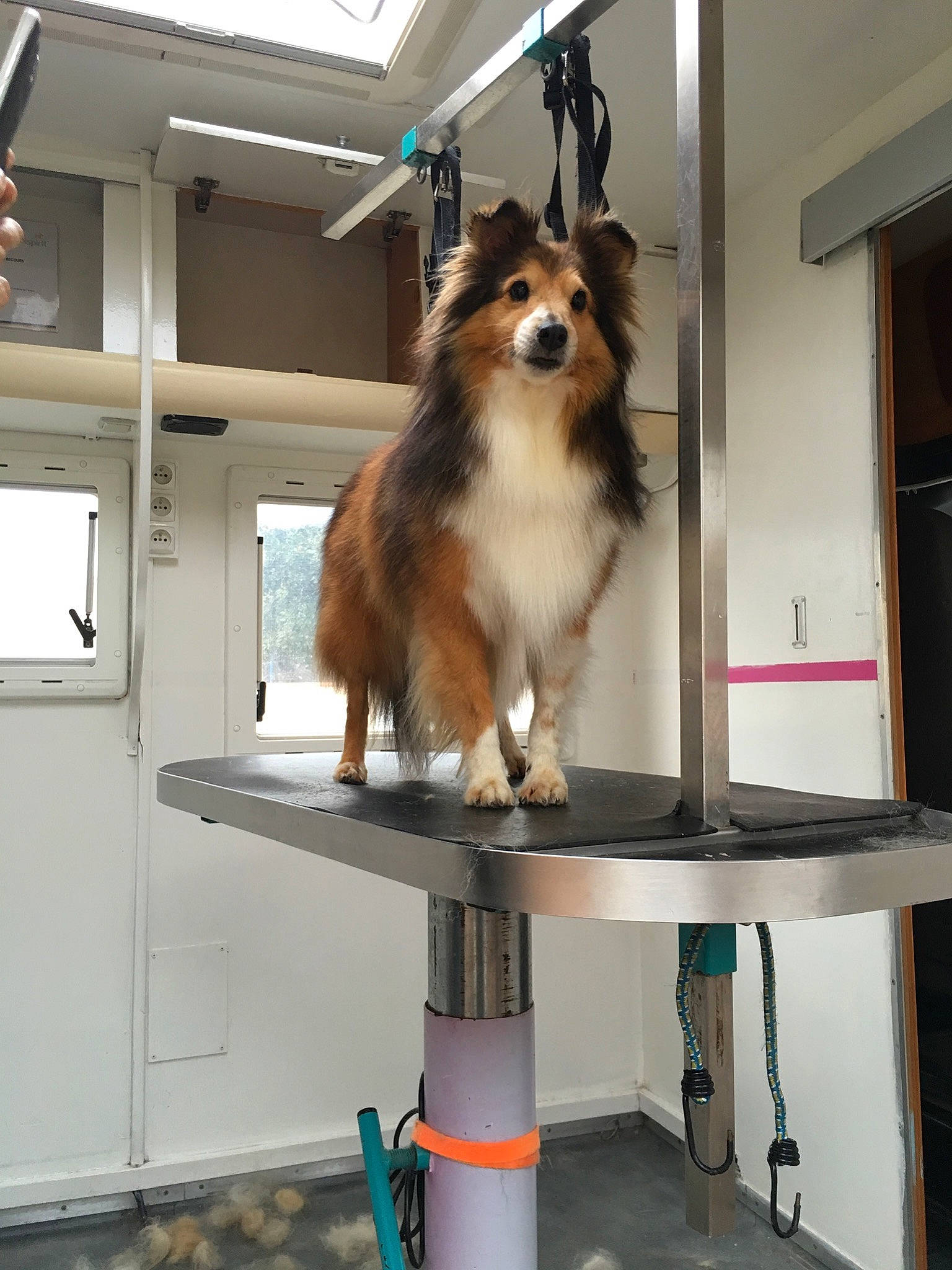 éline a rejoint le concours — aidez-le/la à gagner de superbes lots ! ancient_dog_breeds, canidae, carnivore, collie, companion_dog, dog, dog_breed, fur, herding_dog, room, rough_collie, scotch_collie, shetland_sheepdog, sporting_group, terrestrial_animal, working_animal, working_dog