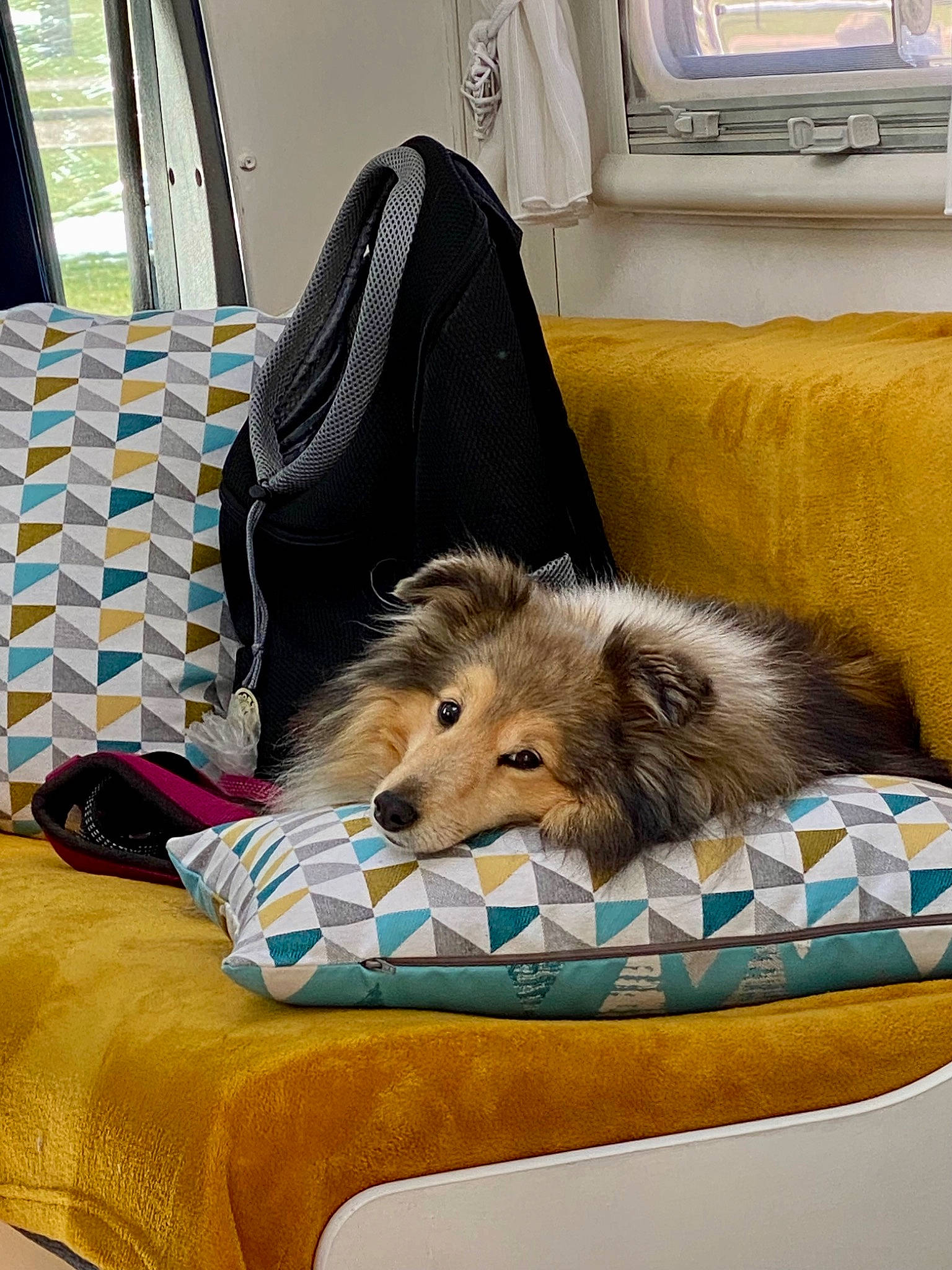 Hauddrya a rejoint le concours — aidez-le/la à gagner de superbes lots ! canidae, carnivore, comfort, companion_dog, couch, dog, dog_breed, dog_supply, fawn, flooring, fur, linens, living_room, mammal, room, sitting, sporting_group, toy_dog, window, working_animal