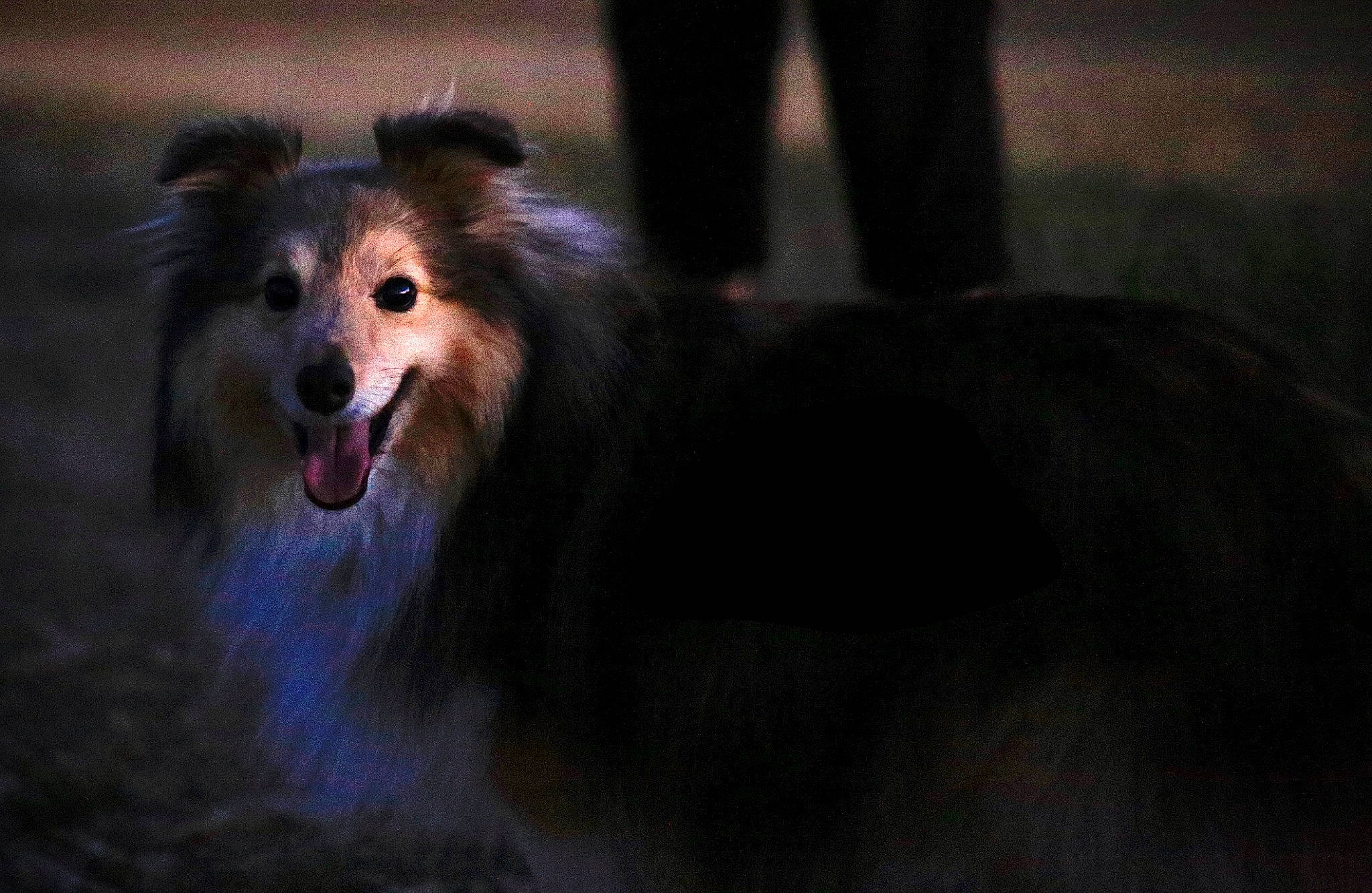 Hauddrya participe au concours pour gagner de l'argent avec cette photo : canidae, carnivore, collie, companion_dog, dog, dog_breed, mammal, rough_collie, scotch_collie, shetland_sheepdog, snout, vertebrate