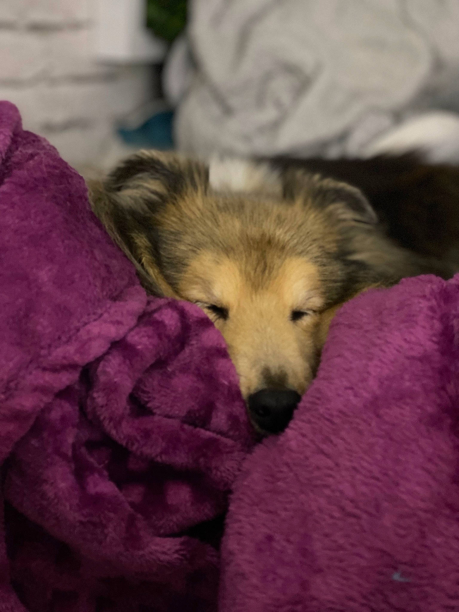 Hauddrya a rejoint le concours — aidez-le/la à gagner de superbes lots ! canidae, canis, carnivore, companion_dog, dog, dog_breed, fawn, flooring, fur, german_spitz_mittel, magenta, paw, puppy, snout, sporting_group, terrestrial_animal, whiskers, wildlife, wolf, wood