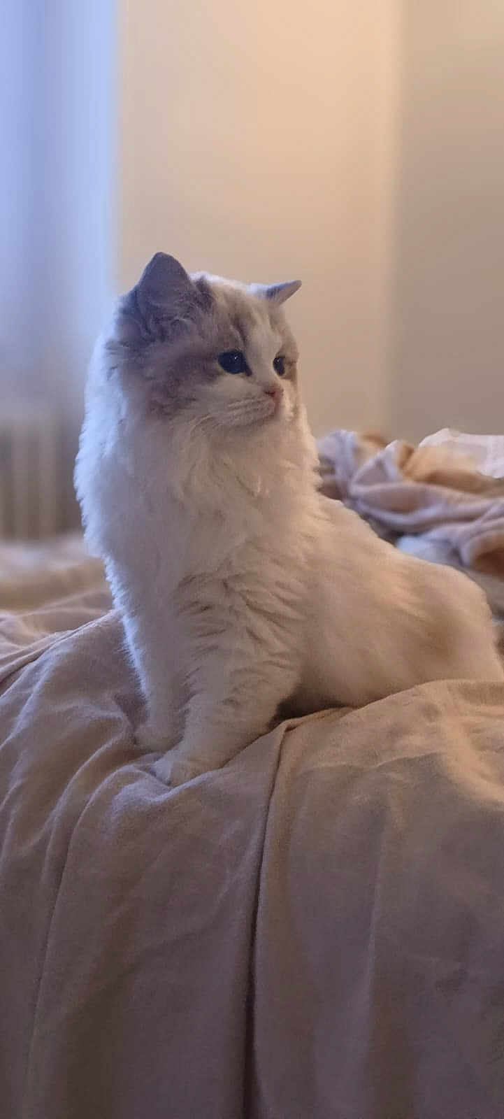 Altesse a rejoint le concours — aidez-le/la à gagner de superbes lots ! cat, feline, pet, indoor, bedroom, bed, blanket, fur, whiskers, paws, ears, portrait, sitting, side_view, looking_away, cozy, soft_light, bokeh, shallow_depth_of_field, domestic