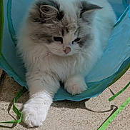 Altesse a rejoint le concours — aidez-le/la à gagner de superbes lots ! cat, fluffy_cat, white_cat, gray_markings, long_fur, paw, paws, tunnel_toy, indoor, carpet, whiskers, cute, relaxed, portrait, close_up, feline, ears, nose, fur, playful
