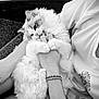 Altesse participe au concours pour gagner de l'argent avec cette photo : cat, kitten, fluffy_cat, pet, human_hand, bracelet, holding, cuddling, indoor, carpet, shirt, sleeve, closeup, black_and_white, cozy, paws, fur, eyes, portrait, long_fur