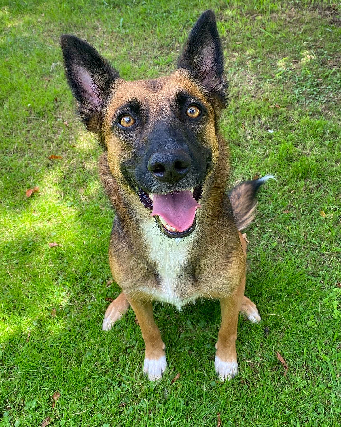 Effy a rejoint le concours — aidez-le/la à gagner de superbes lots ! biting, canidae, carnivore, collar, companion_dog, dog, dog_breed, east_european_shepherd, eye, fawn, german_shepherd_dog, grass, herding_dog, jaw, plant, snout, sporting_group, terrestrial_animal, working_animal, working_dog