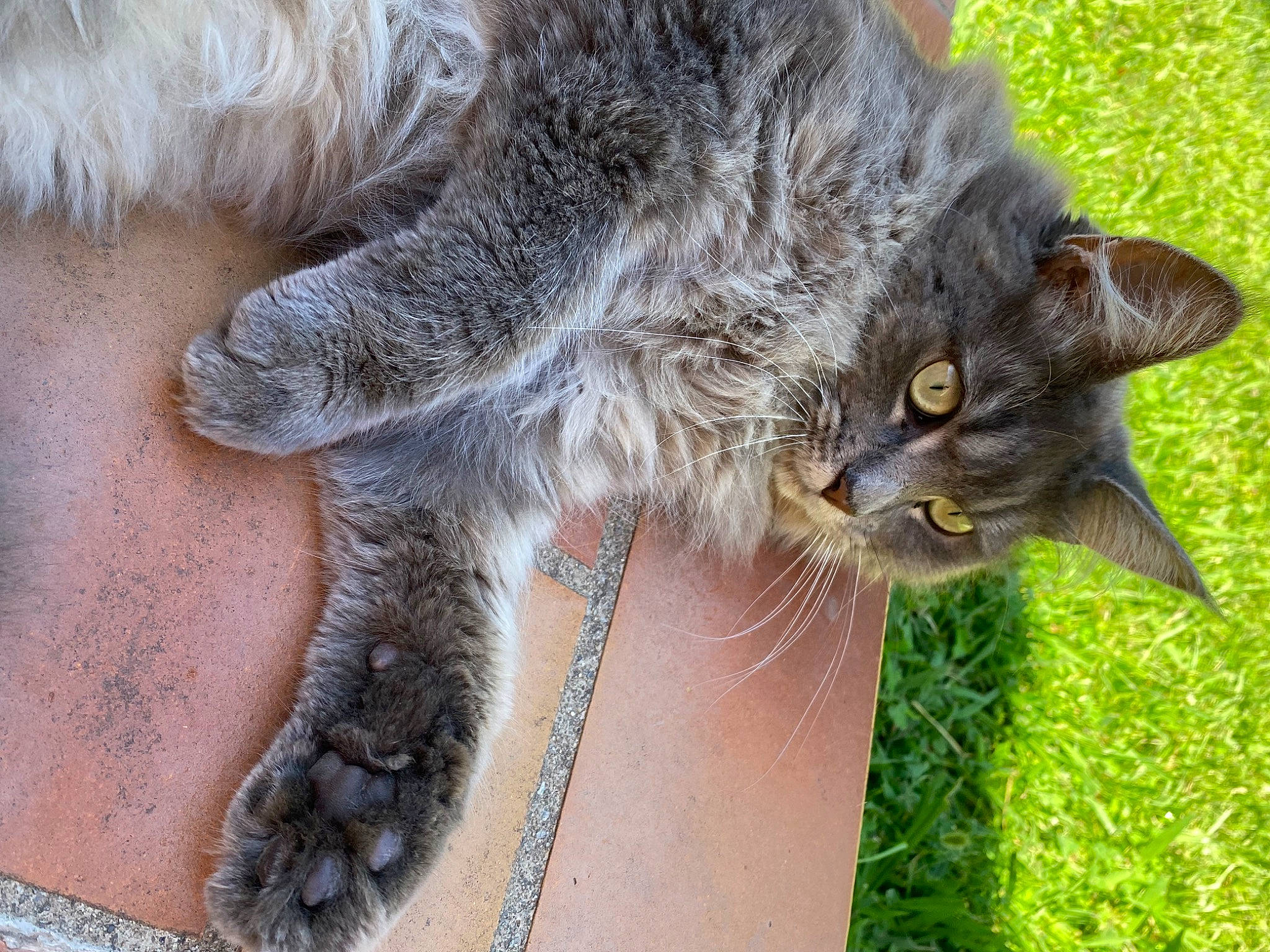 Ritournelle a rejoint le concours — aidez-le/la à gagner de superbes lots ! black_cat, carnivore, cat, claw, domestic_short_haired_cat, eye, felidae, fur, gesture, grass, houseplant, paw, plant, small_to_medium_sized_cats, tail, terrestrial_animal, tree, whiskers, wildlife, window