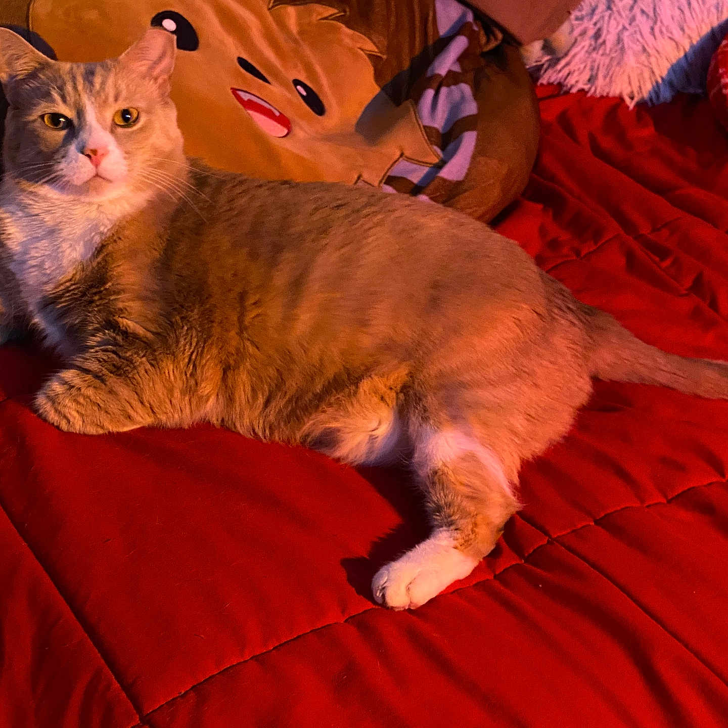 Talliebear is registered to the contest to win money with this photo: animal, bed, blanket, cat, cozy, cute, domestic_cat, emoji, feline, fur, indoor, lying_down, orange_tabby, pet, pillow, red, relaxed, resting, soft, whiskers