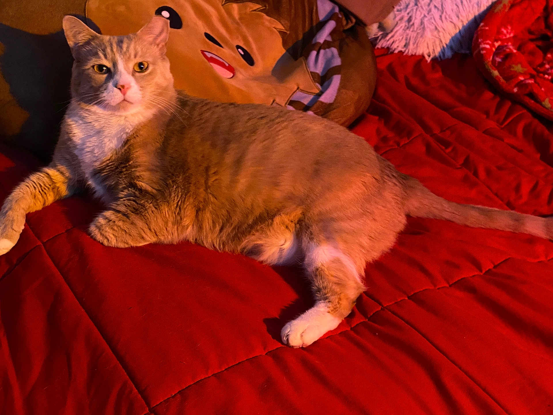 Talliebear is registered to the contest to win money with this photo: cat, orange_tabby, pet, animal, indoor, blanket, red, cozy, feline, relaxed, lying_down, pillow, emoji, cute, whiskers, soft, fur, bed, resting, domestic_cat