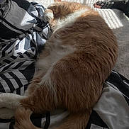 Talliebear is registered to the contest to win money with this photo: cat, orange_cat, white_cat, sleeping, paw, blanket, bed, sunlight, shadow, indoor, cozy, fur, tail, relaxation, animal, pet, comfort, resting, feline, soft