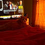 cat, bed, blanket, red_blanket, television, news, orange_light, curtain, indoor, furniture, blur, pet, animal, room, home, relaxing, lying_down, soft_light, warm_colors, screen