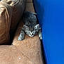 Alonso a rejoint le concours — aidez-le/la à gagner de superbes lots ! animal, blue_wall, brown_couch, cat, couch, cozy, cute, domestic_animal, feline, fur, home, indoor, kitten, pet, relaxed, resting, small, tabby, whiskers, young