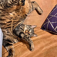 Alonso a rejoint le concours — aidez-le/la à gagner de superbes lots ! cat, tabby, pet, animal, feline, couch, pillow, indoor, relaxed, fur, whiskers, paw, ears, striped, cute, home, cozy, sleepy, playful, domestic