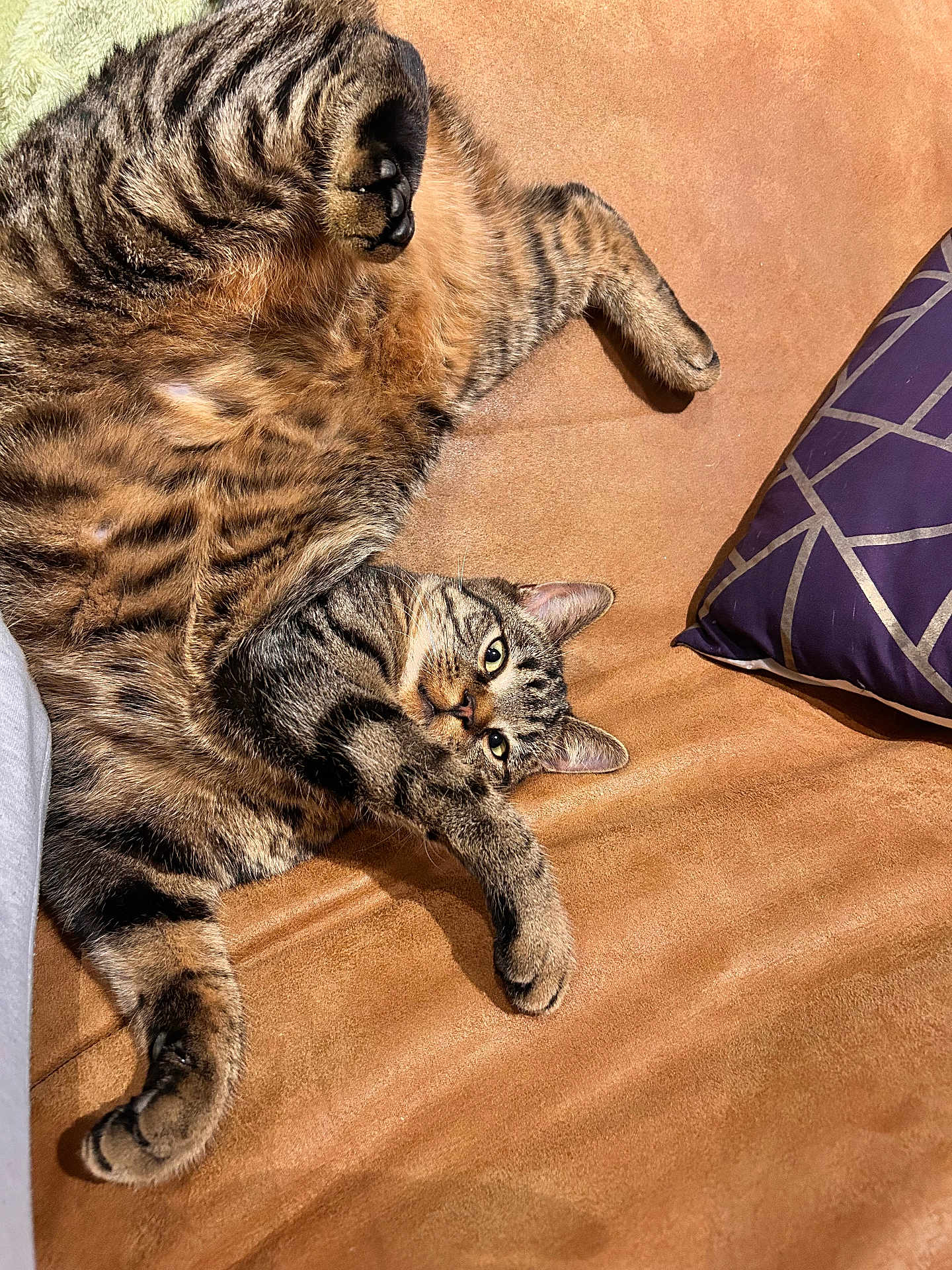 Alonso a rejoint le concours — aidez-le/la à gagner de superbes lots ! cat, tabby, pet, animal, feline, couch, pillow, indoor, relaxed, fur, whiskers, paw, ears, striped, cute, home, cozy, sleepy, playful, domestic