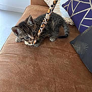 Alonso a rejoint le concours — aidez-le/la à gagner de superbes lots ! animal, brown, cat, claws, couch, curious, cute, domestic, feline, indoor, kitten, leopard_print, pet, pillow, playful, small, soft_furniture, tabby, toy, young
