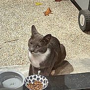 Chaussette a rejoint le concours — aidez-le/la à gagner de superbes lots ! cat, gray_cat, white_chest, pet_food, water_bowl, outdoor, pebbled_ground, patio, animal, domestic_cat, sitting, looking_up, daylight, shadow, container, wheel, leaf, fall, close_up, curious