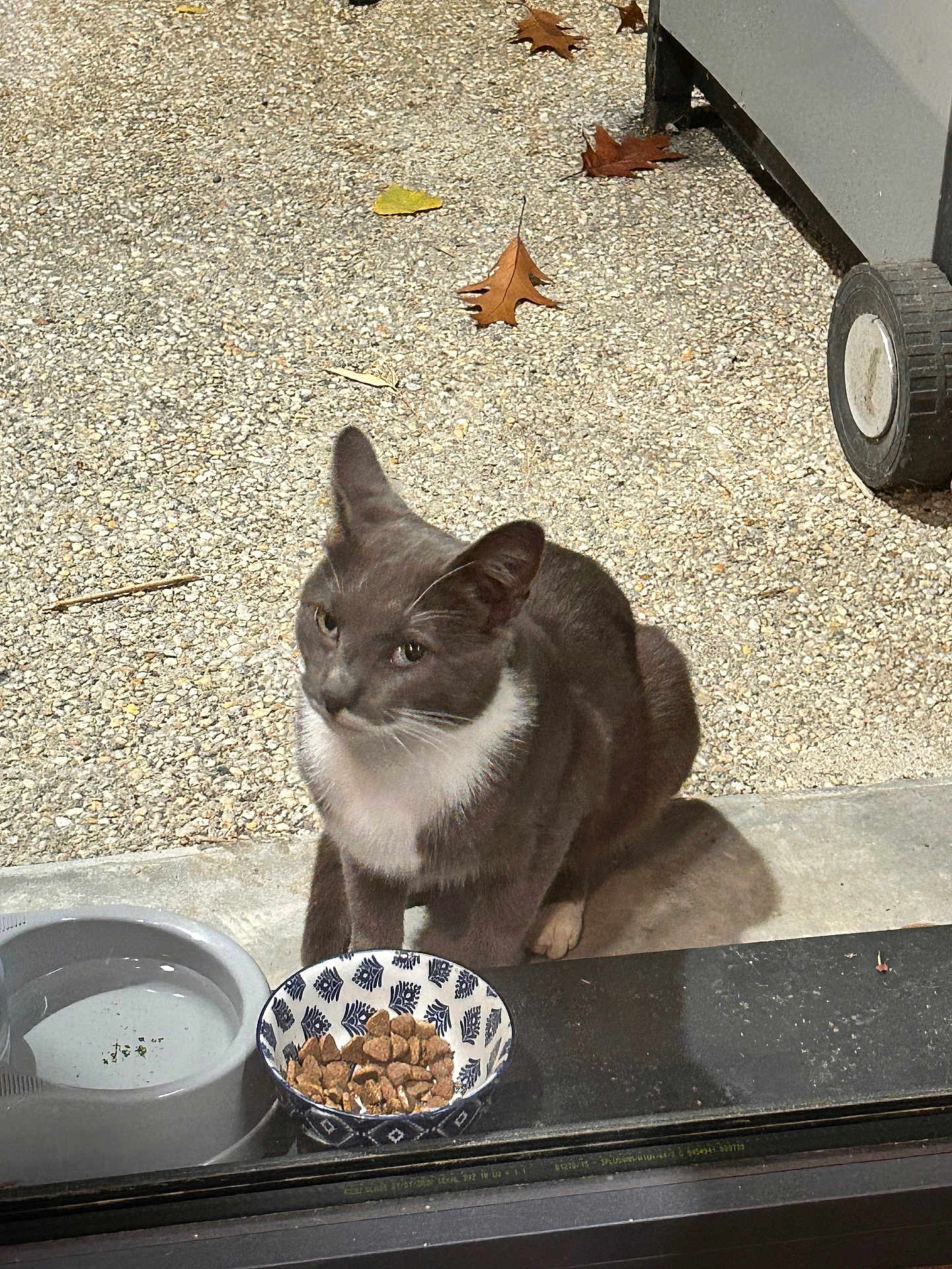 Chaussette a rejoint le concours — aidez-le/la à gagner de superbes lots ! cat, gray_cat, white_chest, pet_food, water_bowl, outdoor, pebbled_ground, patio, animal, domestic_cat, sitting, looking_up, daylight, shadow, container, wheel, leaf, fall, close_up, curious