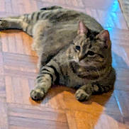 Tuna Brooks joined the competition — help win amazing prizes! animal, cat, cute, domestic_cat, ears, feline, floor, fur, home, indoor, lying_down, mammal, paw, pet, relaxed, resting, striped, tabby, whiskers, wooden_floor