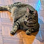 animal, cat, cute, domestic_cat, ears, feline, floor, fur, home, indoor, lying_down, mammal, paw, pet, relaxed, resting, striped, tabby, whiskers, wooden_floor