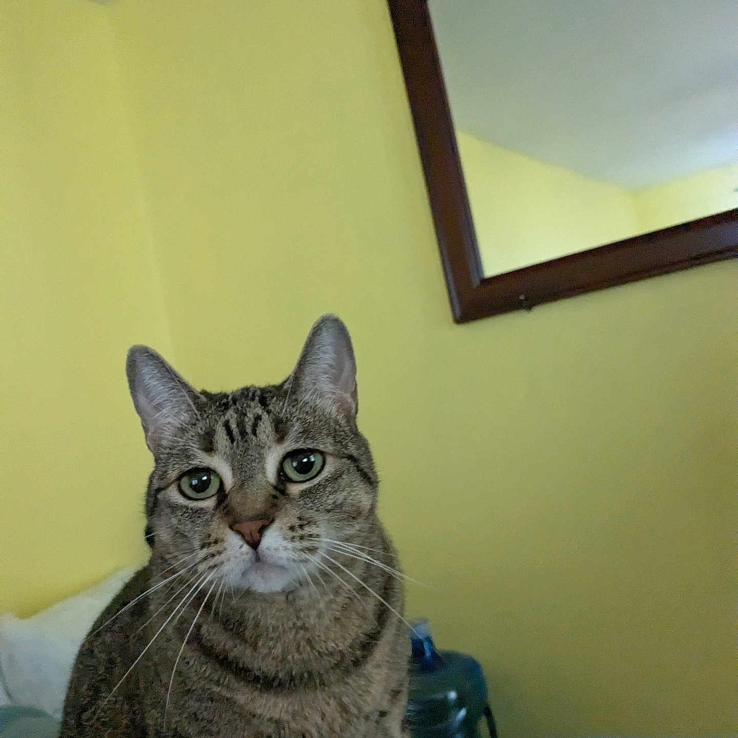 Tuna Brooks joined the competition — help win amazing prizes! animal, cat, closeup, curious, cute, domestic, ears, face, feline, fur, home, indoor, looking, mirror, pet, resting, sitting, tabby, whiskers, yellow_wall