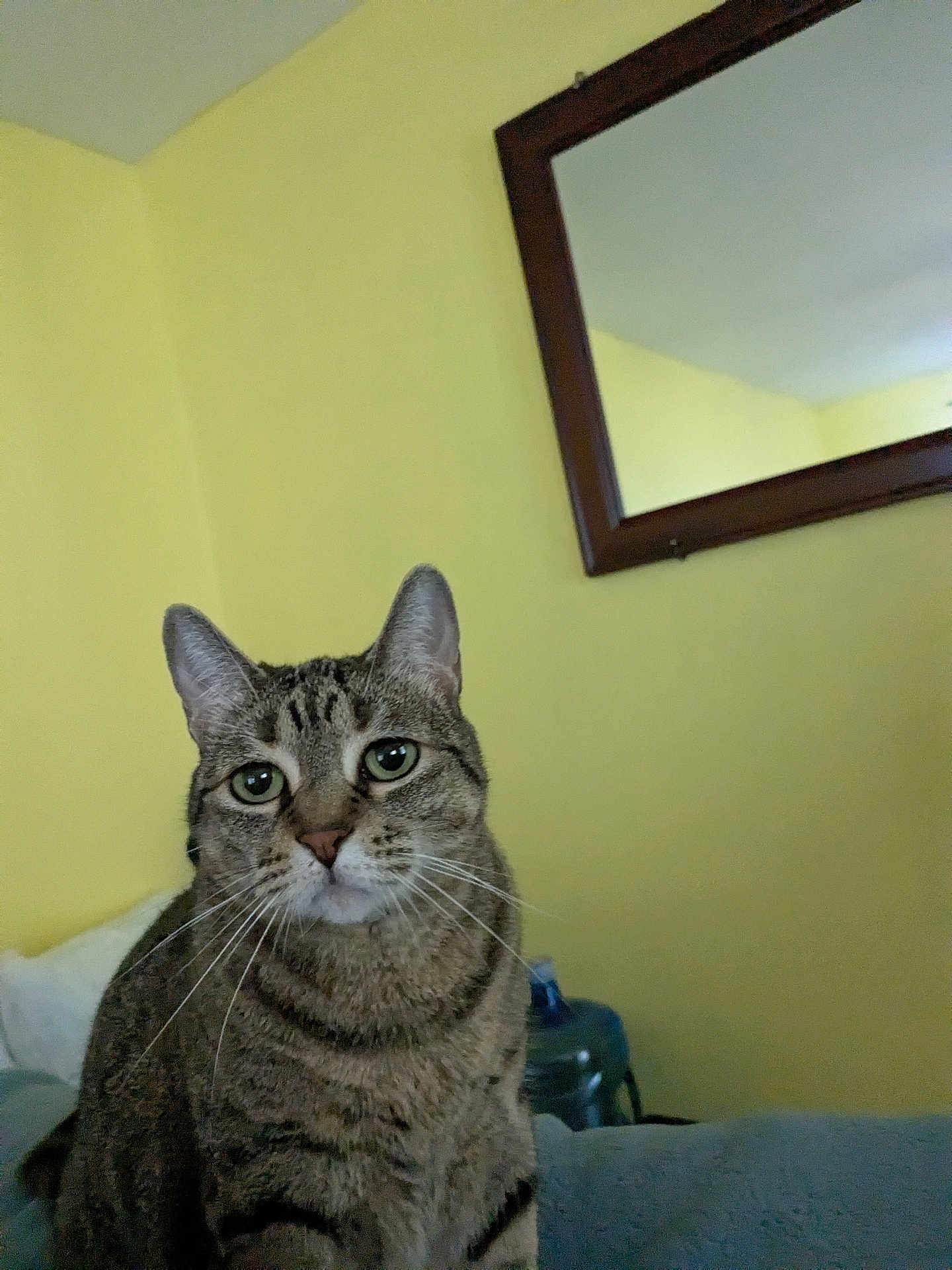 Tuna Brooks joined the competition — help win amazing prizes! animal, cat, closeup, curious, cute, domestic, ears, face, feline, fur, home, indoor, looking, mirror, pet, resting, sitting, tabby, whiskers, yellow_wall