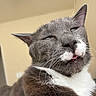 cat, gray_cat, white_fur, close_up, sleepy, tongue_out, whiskers, pet, feline, indoor, funny_expression, animal, cute, mammal, face, ears, nose, fur, relaxed, portrait