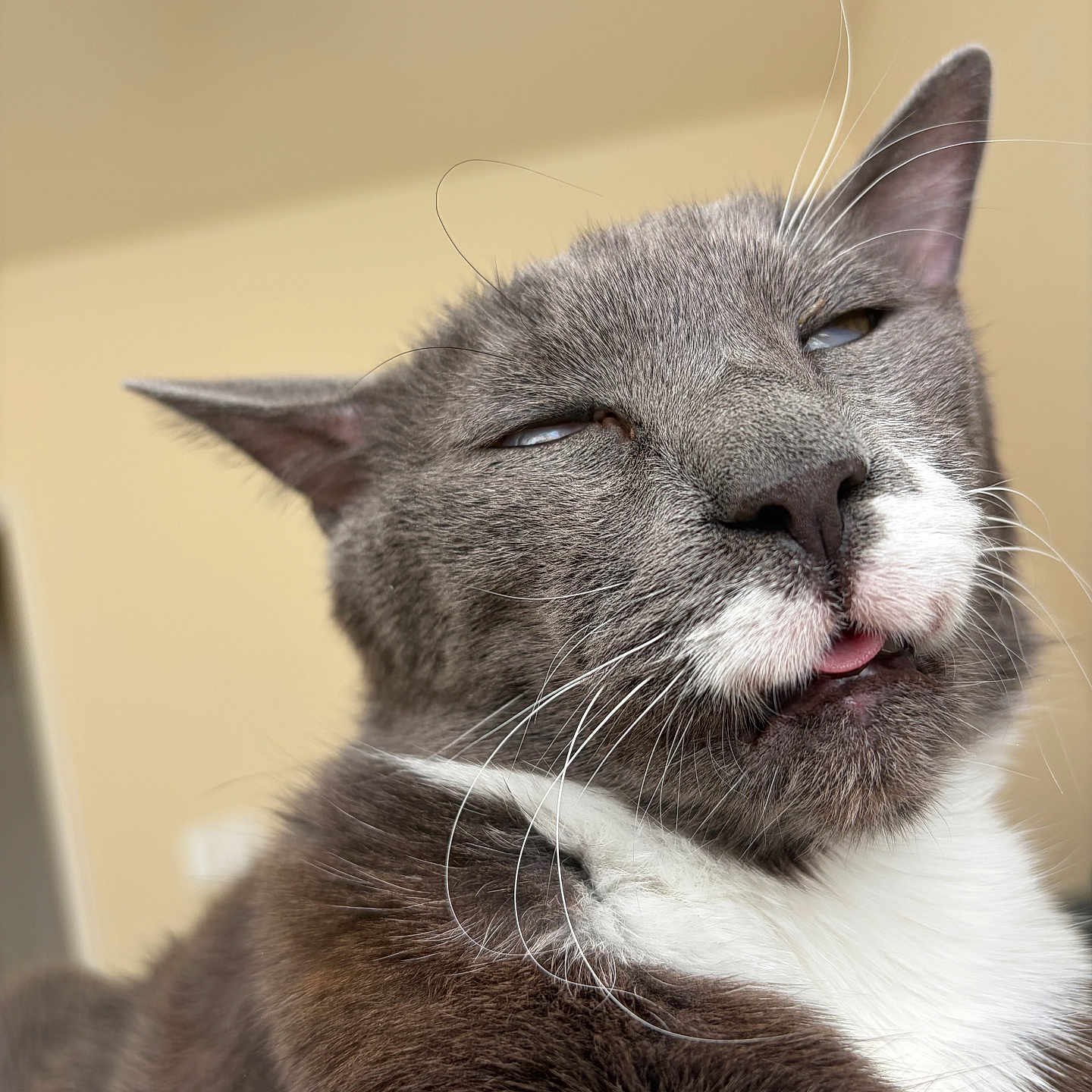 Joshua is registered to the contest to win money with this photo: cat, gray_cat, white_fur, close_up, sleepy, tongue_out, whiskers, pet, feline, indoor, funny_expression, animal, cute, mammal, face, ears, nose, fur, relaxed, portrait