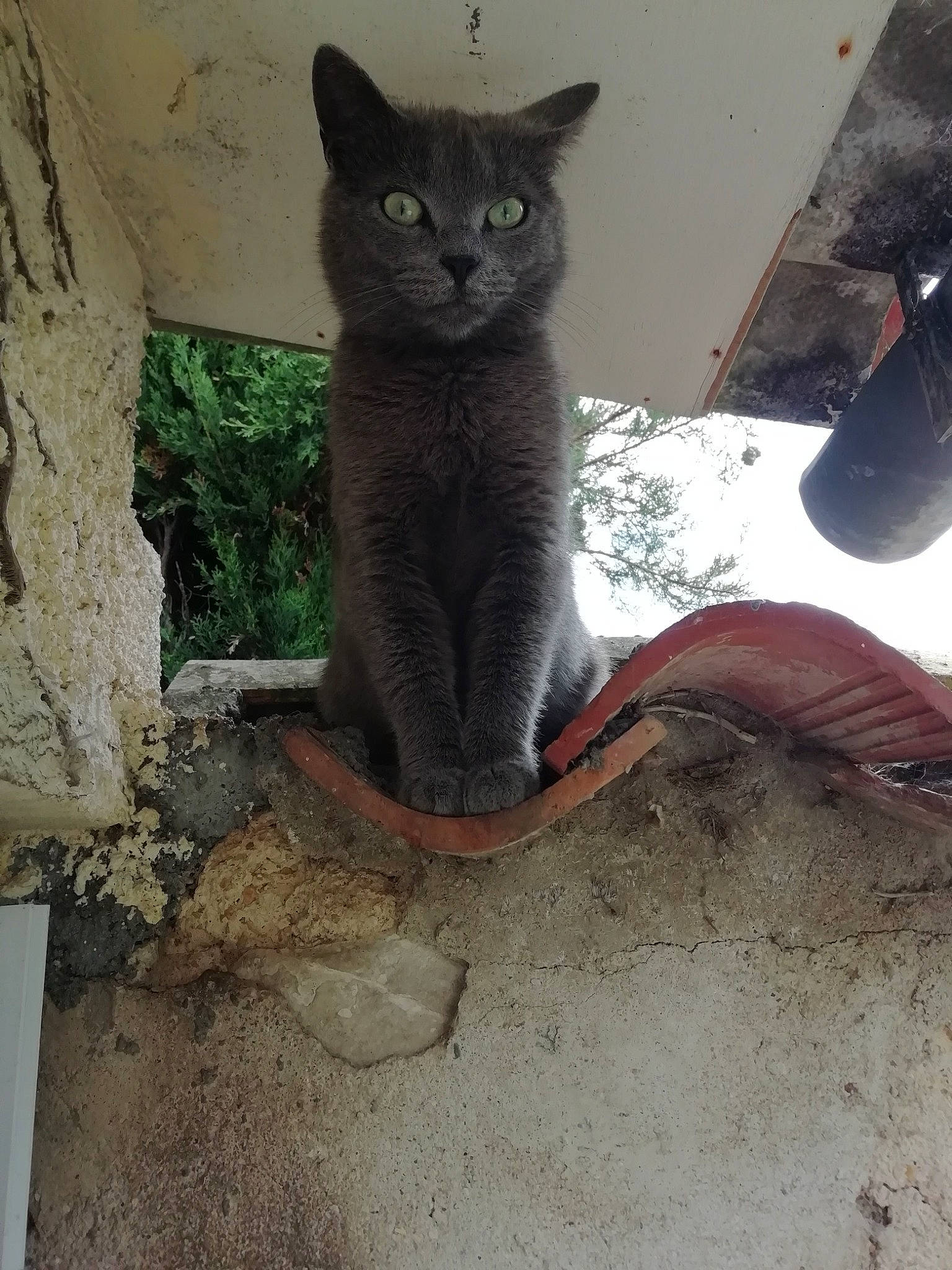 Nikie a rejoint le concours — aidez-le/la à gagner de superbes lots ! carnivore, cat, domestic_short_haired_cat, felidae, fur, grey, russian_blue, shadow, sitting, small_to_medium_sized_cats, snout, soil, tail, terrestrial_animal, whiskers, window