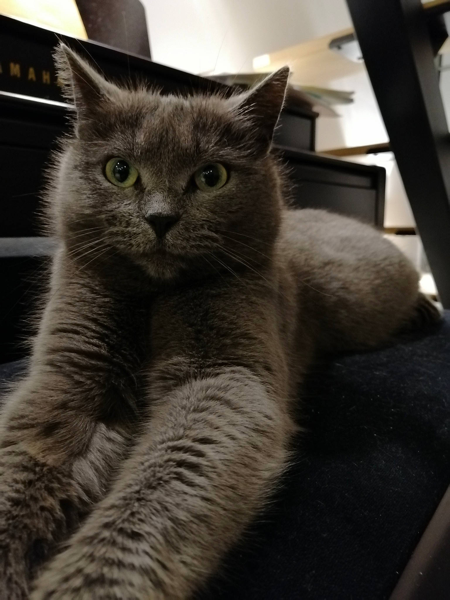 Nikie participe au concours pour gagner de l'argent avec cette photo : carnivore, cat, claw, comfort, domestic_short_haired_cat, felidae, fur, grey, mammal, paw, small_to_medium_sized_cats, snout, tail, terrestrial_animal, vertebrate, whiskers