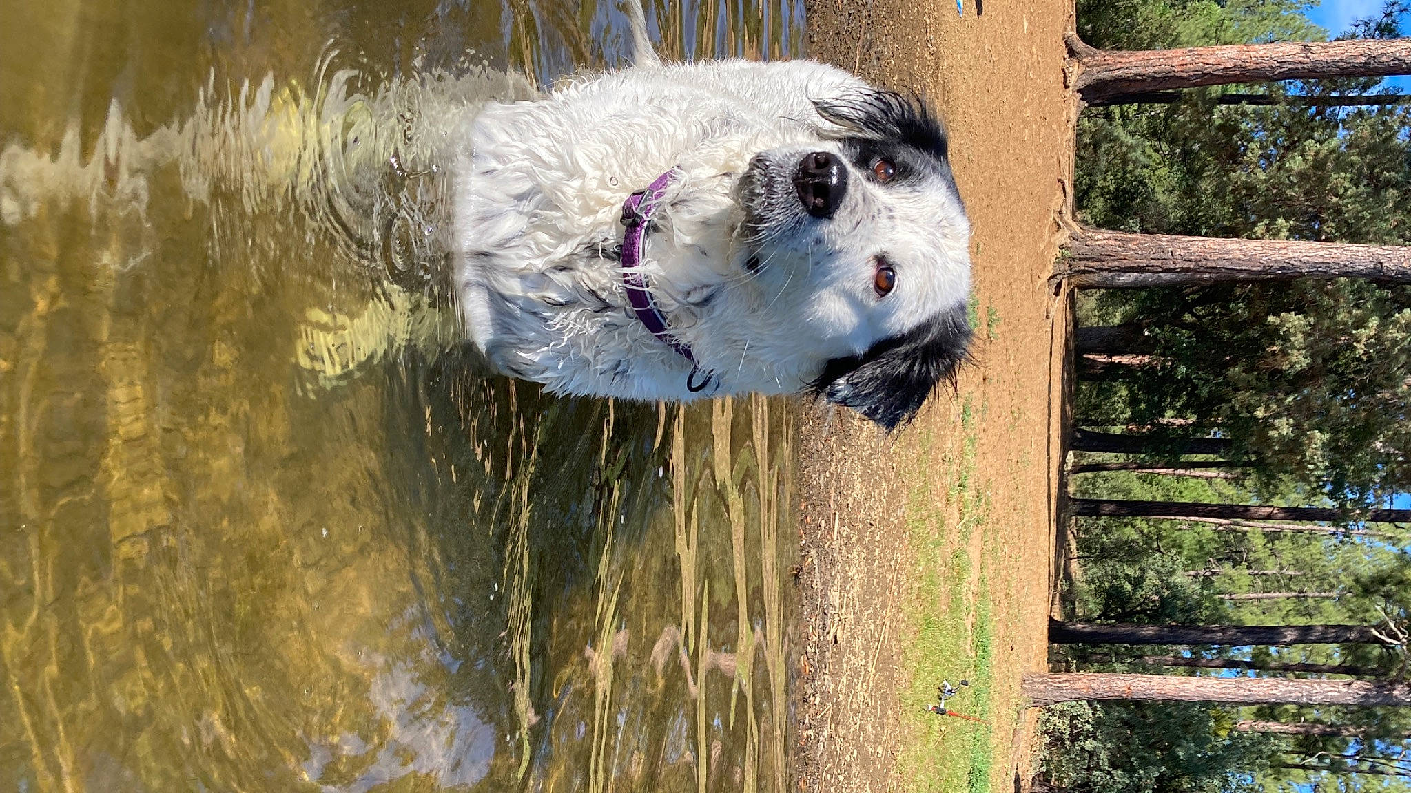 Koia joined the competition — help win amazing prizes! canidae, carnivore, cockatoo, dog_breed, eye, fur, grass, plant, snout, snow_leopard, sporting_group, terrestrial_animal, tree, trunk, water, wildlife, wood