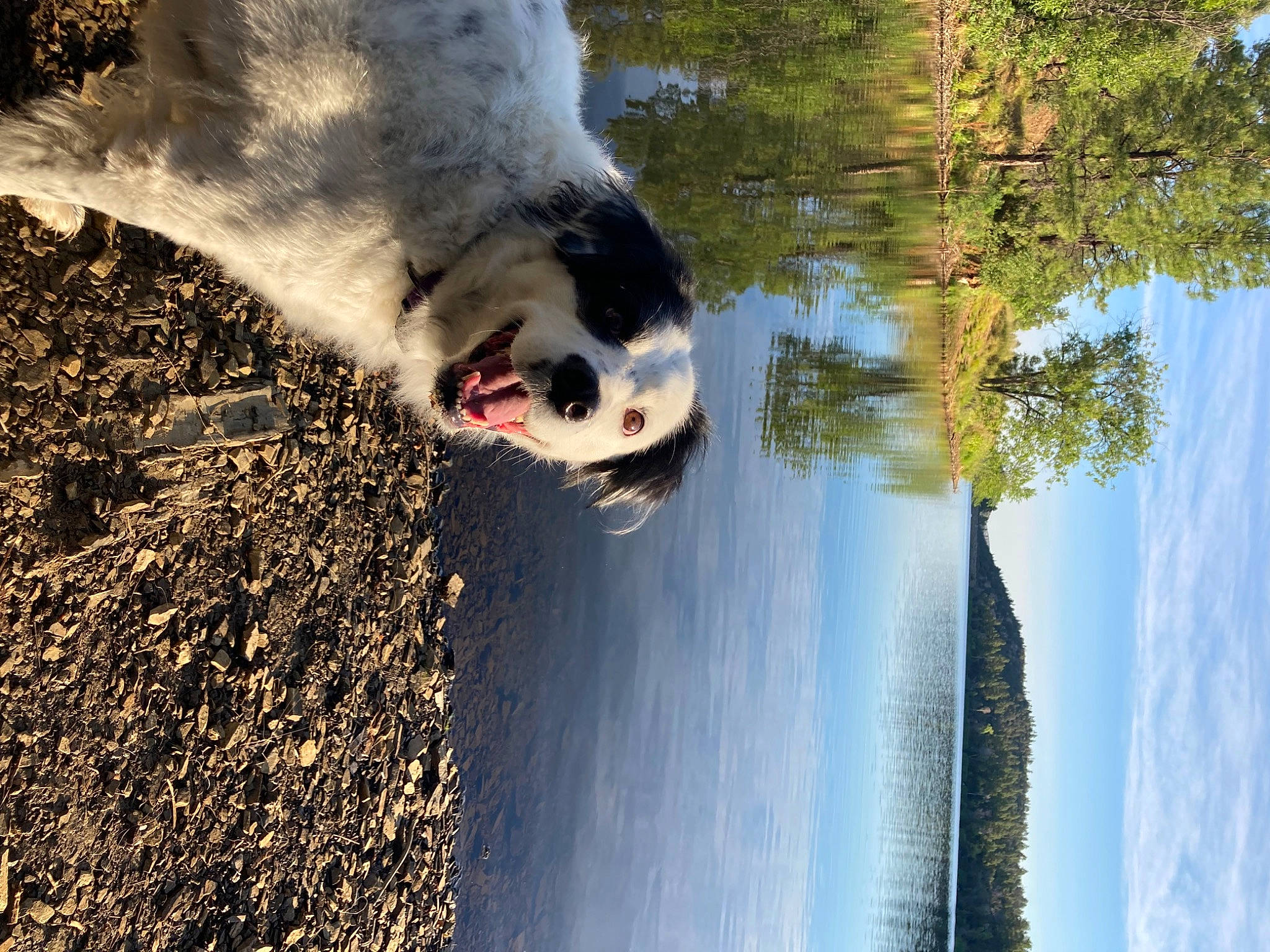 Koia is registered to the contest to win money with this photo: branch, carnivore, cloud, dog, forest, freezing, grass, landscape, morning, natural_landscape, people_in_nature, plant, reflection, rock, sky, tree, trunk, water, water_feature, wood