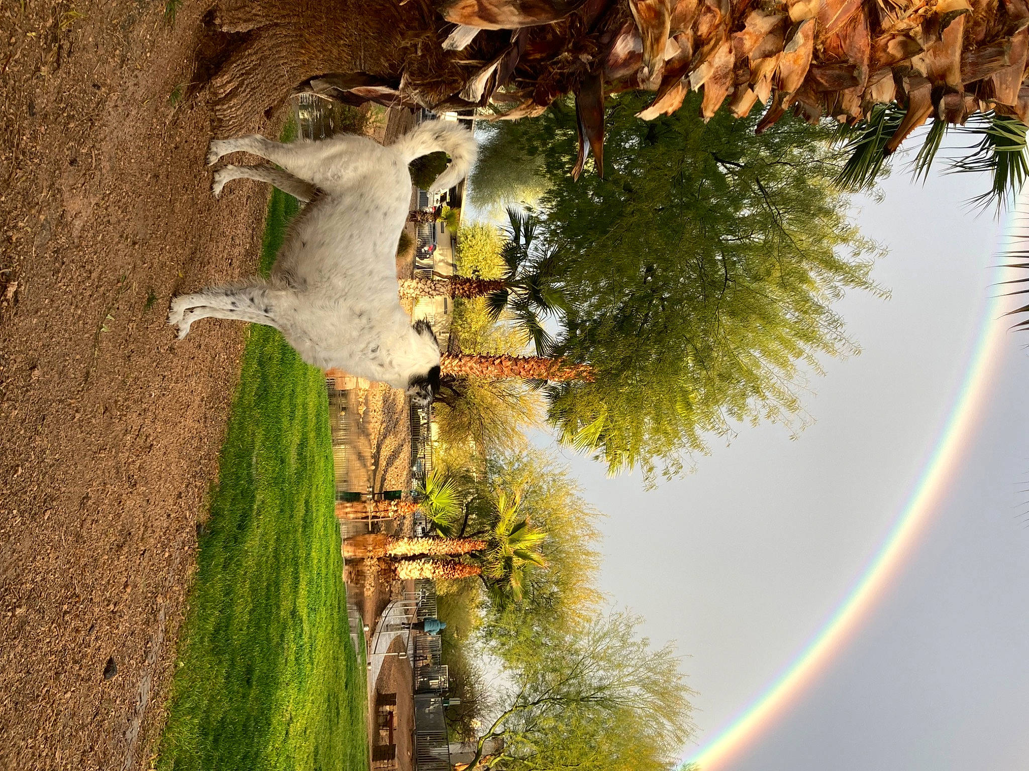 Koia joined the competition — help win amazing prizes! adaptation, arecales, biome, body_of_water, branch, house, landscape, leaf, natural_landscape, plant, rainbow, sky, street_light, tree, trunk, twig, vegetation, water, wood, woody_plant